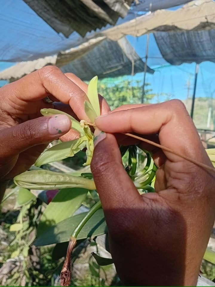 Fiji "COLO" Vanilla Beans - Pack of Two (2)