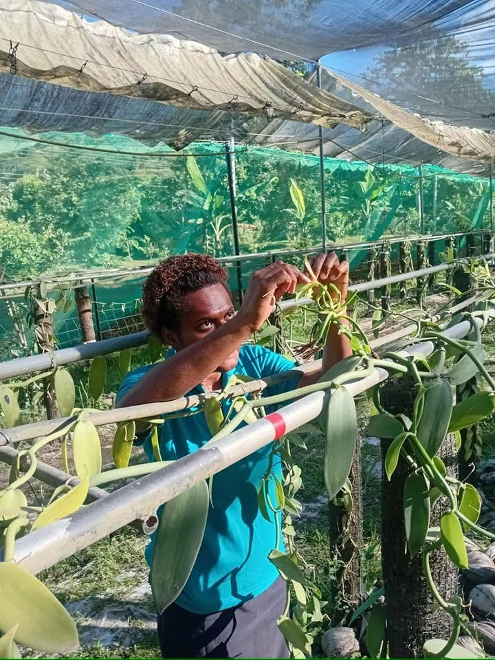 Fiji "COLO" Vanilla Beans - Pack of Two (2)