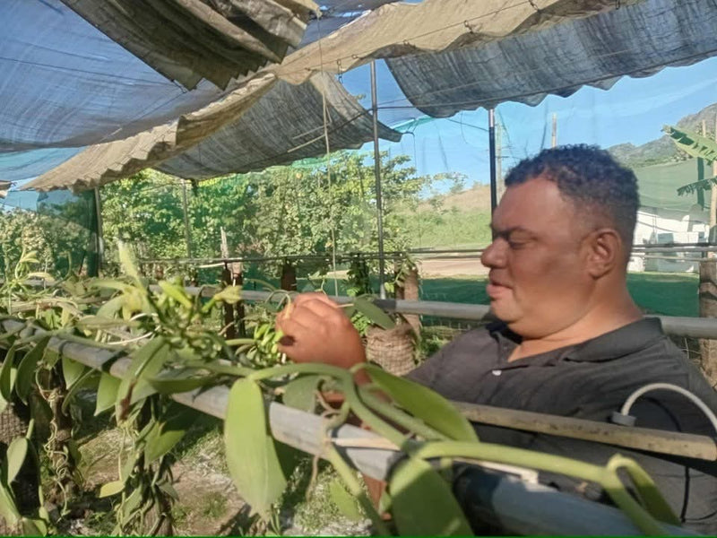 Fiji "COLO" Vanilla Beans - Pack of Two (2)