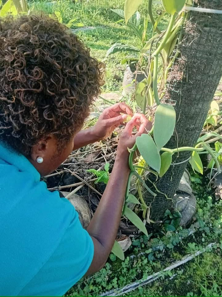 Fiji "COLO" Vanilla Beans - Pack of Two (2)