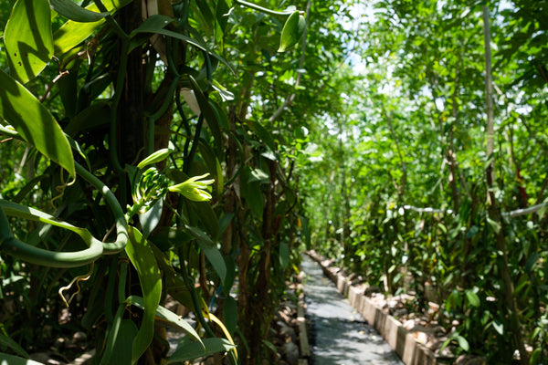Fiji "COLO" Vanilla Variety Set
